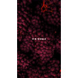 Аромадифузор ROOMOI - VIN NOBLE / ШЛЯХЕТНЕ ВИНО 500ml